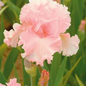 Iris 'June Krauss', Tall Bearded Iris 'June Krauss', Iris Germanica 'June Krauss', Late Season Irises, Pink Irises, Award Irises