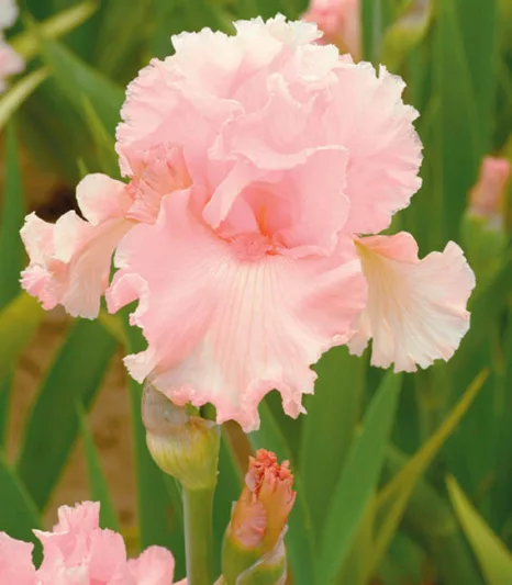 Iris 'June Krauss', Tall Bearded Iris 'June Krauss', Iris Germanica 'June Krauss', Late Season Irises, Pink Irises, Award Irises