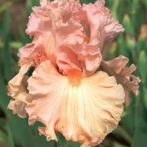 Iris 'Lotus Land', Tall Bearded Iris 'Lotus Land', Iris Germanica 'Lotus Land', Midseason Irises, Award Irises, Pink Irises, Peach Irises