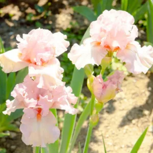 Iris 'Lovely Kay', Tall Bearded Iris 'Lovely Kay', Iris Germanica 'Lovely Kay', Midseason Irises, Award Irises, Pink Irises