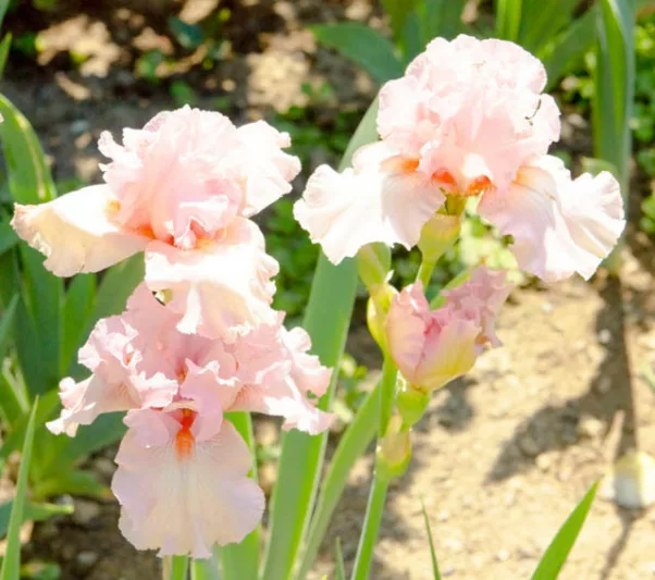Iris 'Lovely Kay', Tall Bearded Iris 'Lovely Kay', Iris Germanica 'Lovely Kay', Midseason Irises, Award Irises, Pink Irises