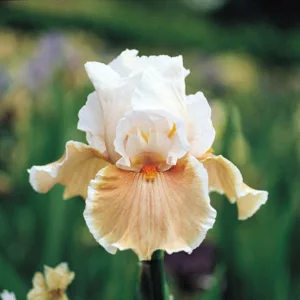 Iris 'Magharee', Tall Bearded Iris 'Magharee', Iris Germanica 'Magharee', Late Season Irises, Cream Irises, Rose Irises, Bicolor Irises