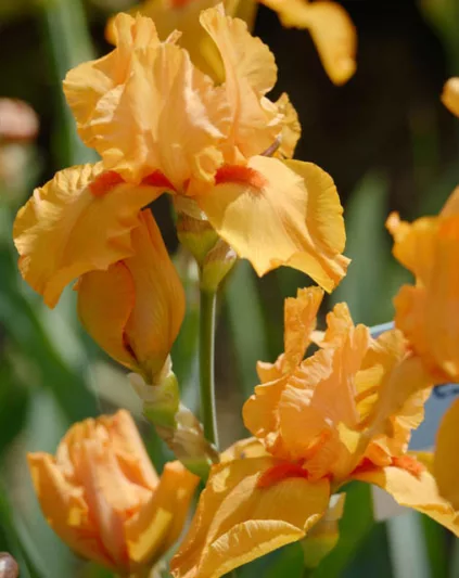 Iris Maid Of Orange, Bearded iris Maid Of Orange, Iris Germanica Maid Of Orange, Orange irises, Award Irises, Early Irises