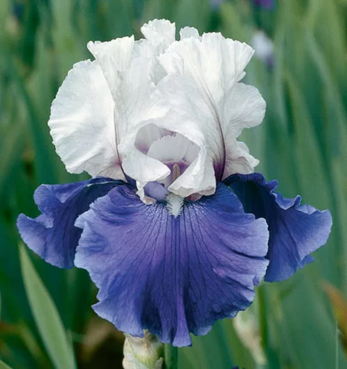 Iris Mariposa Skies, Bearded iris Mariposa Skies, Iris Germanica Mariposa Skies, Reblooming irises, Fragrant Irises, Bicolor irises, Award Irises, Blue Irises