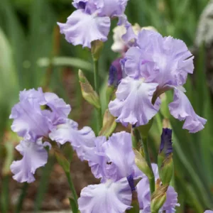 Iris 'Mary Frances', Tall Bearded Iris 'Mary Frances', Iris Germanica 'Mary Frances', MidSeason Irises, Award Irises, Lavender Irises, Dykes Medal
