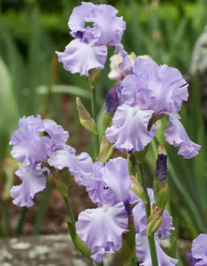 Iris 'Mary Frances', Tall Bearded Iris 'Mary Frances', Iris Germanica 'Mary Frances', MidSeason Irises, Award Irises, Lavender Irises, Dykes Medal