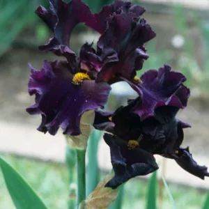 Iris 'Men In Black', Tall Bearded Iris 'Men In Black', Iris Germanica 'Men In Black', Mid Late Season Irises, Dark irises, Award Irises, Purple Irises