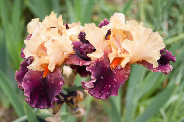 Iris 'Ocelot', Tall Bearded Iris 'Ocelot', Iris Germanica 'Ocelot', Early Midseason Irises, Peach irises, Award Irises, Bicolor Irises, Purple Irises