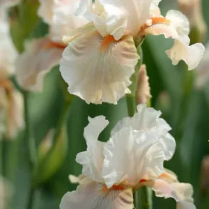 Iris Pagan Goddess, Bearded iris Pagan Goddess, Iris Germanica Pagan Goddess, Reblooming irises, Fragrant irises, Cream Irises, Pink Irises