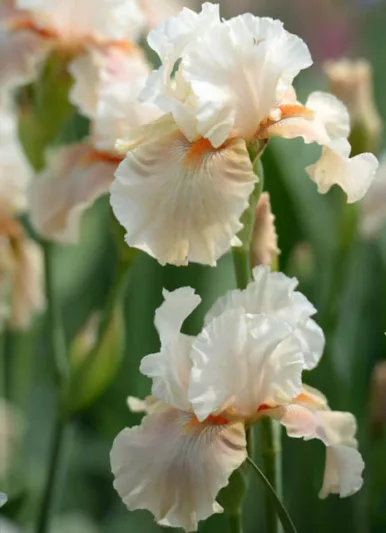 Iris Pagan Goddess, Bearded iris Pagan Goddess, Iris Germanica Pagan Goddess, Reblooming irises, Fragrant irises, Cream Irises, Pink Irises
