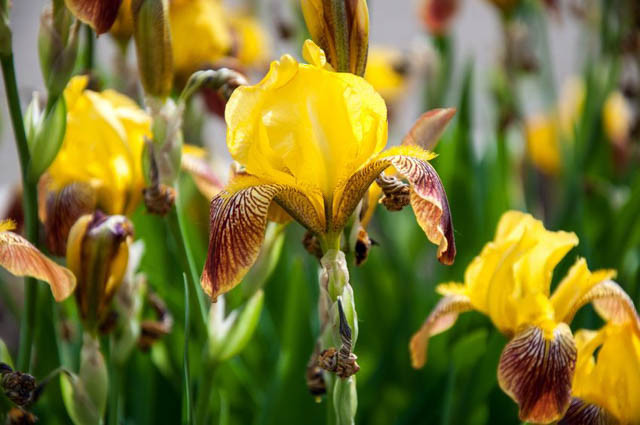 Iris 'Rajah', Tall Bearded Iris 'Rajah', Iris Germanica 'Rajah', Iris 'Rajah Brooke', Late Season Irises, Bicolor irises, Award Irises, Yellow Irises