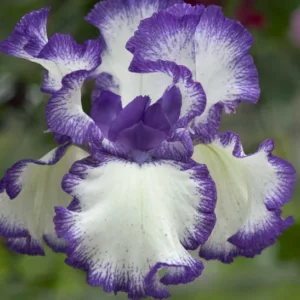 Iris Rare Treat, Bearded iris Rare Treat, Iris Germanica Rare Treat, Bicolor irises, Award Irises, Blue Irises
