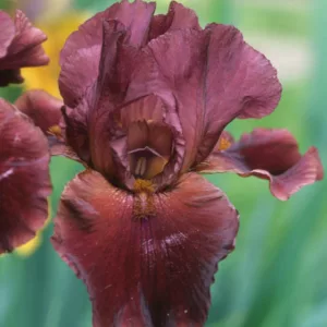 Iris 'Red Rider', Tall Bearded Iris 'Red Rider', Iris Germanica 'Red Rider', Early Season Irises, Red irises, Award Irises, Purple Irises