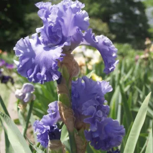 Iris 'Sea Power', Tall Bearded Iris 'Sea Power', Iris Germanica 'Sea Power', Fragrant Irises, Fragrant bearded irises, Mid Season Irises, Blue irises, Award Irises