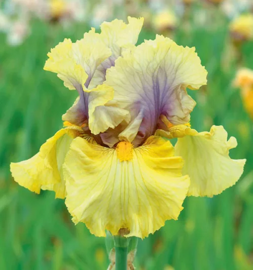 Iris 'Secret Rites', Tall Bearded Iris 'Secret Rites', Iris Germanica 'Secret Rites', Fragrant Irises, Fragrant bearded irises, Mid Season Irises, Yellow irises, Award Irises, Bicolor Irises