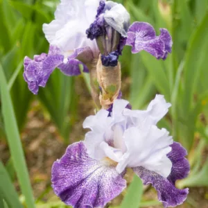 Iris 'Splashacata', Tall Bearded Iris 'Splashacata', Iris Germanica 'Splashacata', Early Midseason Irises, Purple irises, Award Irises, Bicolor Irises, White Irises