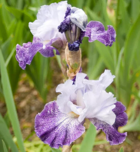 Iris 'Splashacata', Tall Bearded Iris 'Splashacata', Iris Germanica 'Splashacata', Early Midseason Irises, Purple irises, Award Irises, Bicolor Irises, White Irises