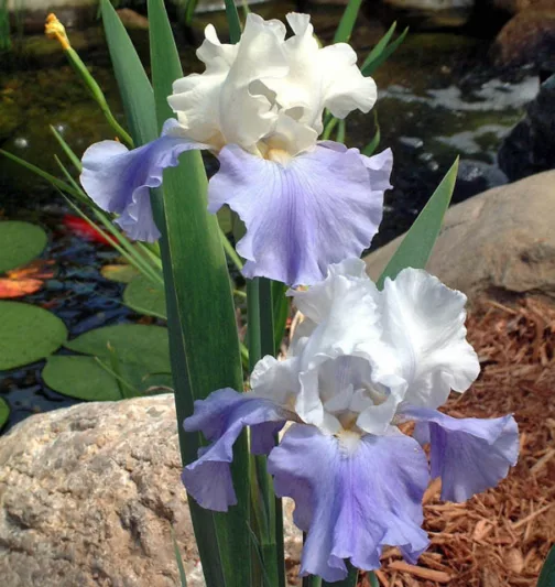 Iris 'Stairway to Heaven', Tall Bearded Iris Stairway to Heaven', Iris Germanica Stairway to Heaven, Bicolor irises, Award Irises, Blue Irises