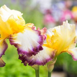 Iris 'Starship Enterprise', Tall Bearded Iris 'Starship Enterprise', Iris Germanica 'Starship Enterprise', Late Season Irises, Purple Irises, Yellow Irises, Bicolor Irises
