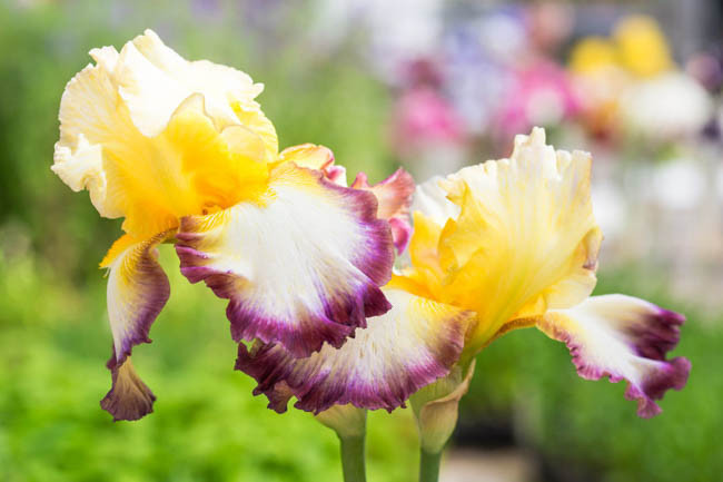 Iris 'Starship Enterprise', Tall Bearded Iris 'Starship Enterprise', Iris Germanica 'Starship Enterprise', Late Season Irises, Purple Irises, Yellow Irises, Bicolor Irises