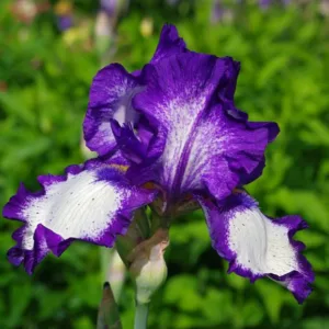 Iris 'Stepping Out', Tall Bearded Iris 'Stepping Out', Iris Germanica 'Stepping Out', Late Midseason Irises, Bicolor irises, Award Irises, White Irises, Purple Irises