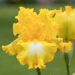Iris 'That's All Folks', Tall Bearded Iris 'That's All Folks', Iris Germanica 'That's All Folks', Mid Season Irises, Yellow irises, Award Irises, Bicolor Irises, Dykes Medal