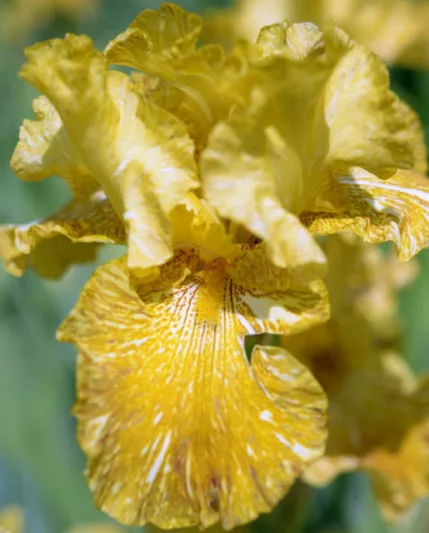 Iris 'Tiger Honey', Tall Bearded Iris 'Tiger Honey', Iris Germanica 'Tiger Honey', Early Midseason Irises, Yellow irises, Award Irises, Bicolor Irises, Golden Irises
