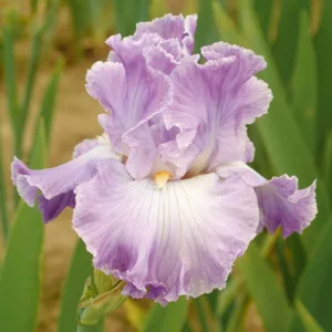 Iris 'Twilight Rapture', Tall Bearded Iris 'Twilight Rapture', Iris Germanica 'Twilight Rapture', Late Season Irises, Bicolor irises, White Irises, Lavender Irises