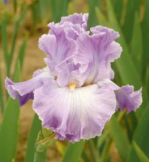 Iris 'Twilight Rapture', Tall Bearded Iris 'Twilight Rapture', Iris Germanica 'Twilight Rapture', Late Season Irises, Bicolor irises, White Irises, Lavender Irises