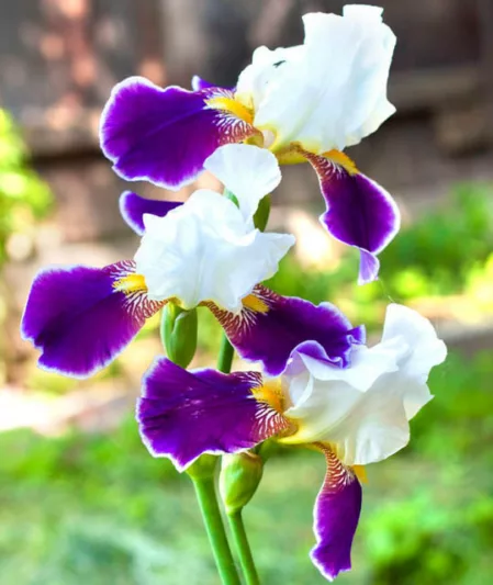 Iris 'Wabash', Tall Bearded Iris 'Wabash', Iris Germanica 'Wabash', MidSeason Irises, White Irises, Purple Irises, Bicolor Irises
