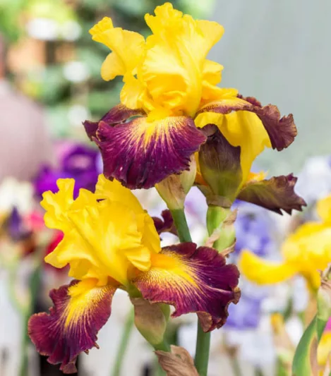 Iris 'Who Needs A Prince', Tall Bearded Iris 'Who Needs A Prince', Iris Germanica 'Who Needs A Prince', Midseason Irises, Bicolor irises, Award Irises, Yellow Irises