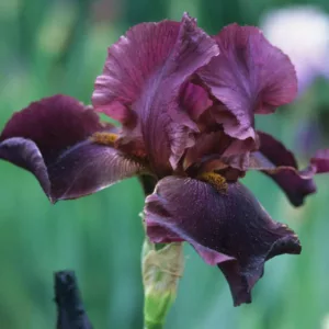 Iris Winesap, Bearded iris Winesap, Iris Germanica Winesap, Reblooming irises, Fragrant Irises, Early Midseason Irises, Red irises, Award Irises
