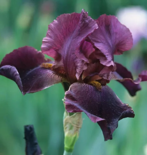 Iris Winesap, Bearded iris Winesap, Iris Germanica Winesap, Reblooming irises, Fragrant Irises, Early Midseason Irises, Red irises, Award Irises
