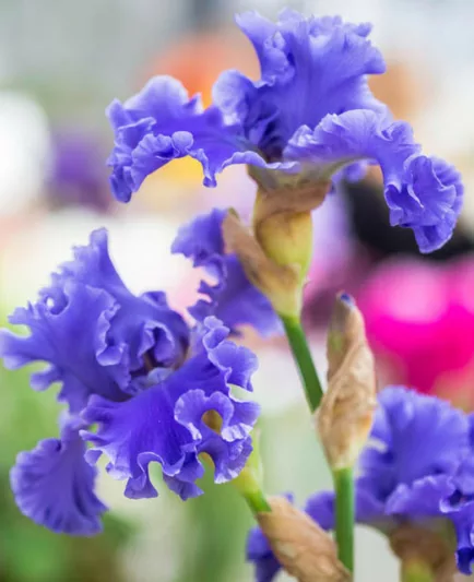 Iris 'Yaquina Blue', Tall Bearded Iris 'Yaquina Blue', Iris Germanica 'Yaquina Blue', Mid Season Irises, Blue irises, Award Irises