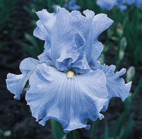Iris 'Above The Clouds', Tall Bearded Iris 'Above The Clouds', Iris Germanica 'Above The Clouds', Blue irises, Early season Irises, Early Blooming Irises