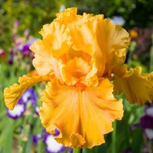 Iris 'Acapulco Gold', Tall Bearded Iris 'Acapulco Gold', Iris Germanica 'Acapulco Gold', Early Midseason Irises, Yellow Irises