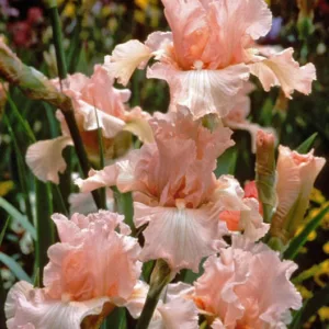 Iris Beverly Sills growing information, Bearded iris Beverly Sills growing information, Iris Germanica Beverly Sills, Pink irises, Award Irises
