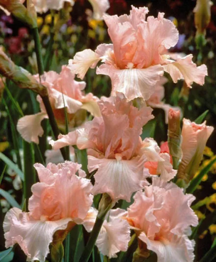 Iris Beverly Sills growing information, Bearded iris Beverly Sills growing information, Iris Germanica Beverly Sills, Pink irises, Award Irises