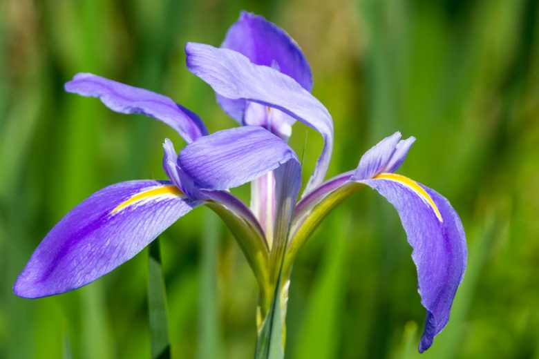 Iris brevicaulis, Zigzag Iris, Iris brevipes, Iris foliosa, Iris foliosa, Lavender Flowers, Bicolor Iris, Bicolor Flowers, Groundcover Iris
