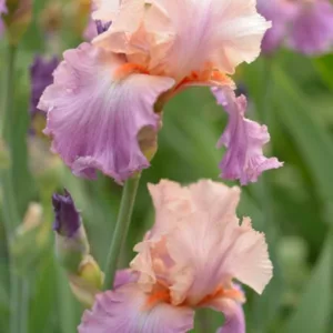 Iris 'Celebration Song', Tall Bearded Iris 'Celebration Song', Iris Germanica 'Celebration Song', Mid Late Season Irises, Pink irises, Award Irises, Bicolor Irises, Apricot Irises
