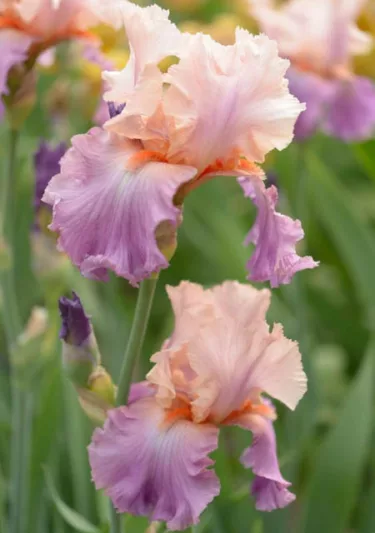 Iris 'Celebration Song', Tall Bearded Iris 'Celebration Song', Iris Germanica 'Celebration Song', Mid Late Season Irises, Pink irises, Award Irises, Bicolor Irises, Apricot Irises
