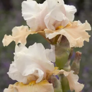 Iris Champagne Elegance growing information, Bearded iris Champagne Elegance growing information, Iris Germanica Champagne Elegance, Reblooming irises, Bicolor irises, Award Irises