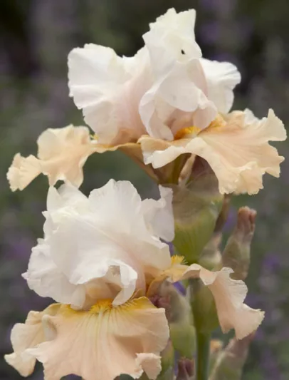 Iris Champagne Elegance growing information, Bearded iris Champagne Elegance growing information, Iris Germanica Champagne Elegance, Reblooming irises, Bicolor irises, Award Irises