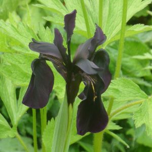 Iris chrysographes, Gold-Marked Iris, Black Iris,  Water Iris, Iris for Ponds, Perennial for wet soil, Perennial for poorly drained soils, Black Flowers
