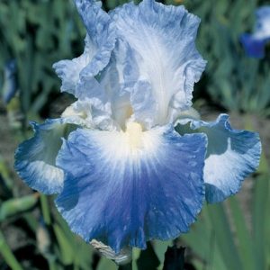 Iris Clarence growing information, Bearded iris Clarence growing information, Iris Germanica Clarence, Reblooming irises, Fragrant irises, Bicolor irises, Award Irises, Violet Irises, Blue irises