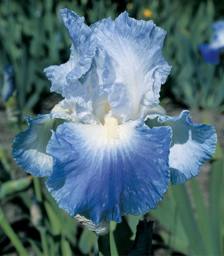 Iris Clarence growing information, Bearded iris Clarence growing information, Iris Germanica Clarence, Reblooming irises, Fragrant irises, Bicolor irises, Award Irises, Violet Irises, Blue irises