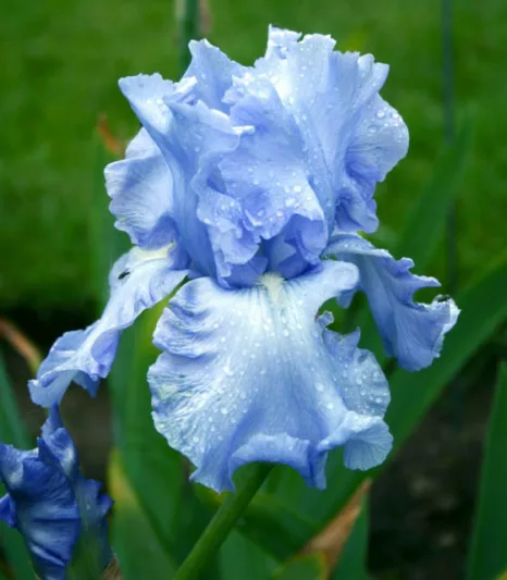 Iris 'Cloud Ballet', Tall Bearded Iris 'Cloud Ballet', Iris Germanica 'Cloud Ballet', Midseason Irises, Reblooming irises, Blue irises