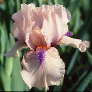 Iris Concertina growing information, Bearded iris Concertina growing information, Iris Germanica Concertina, Reblooming irises, Pink irises, Award Irises, Intermediate Bearded Iris Concertina