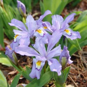 Iris cristata, Dwarf Crested Iris, Lady's Calamus, Lavender Flowers, Bicolor Iris, Bicolor Flowers, Groundcover Iris
