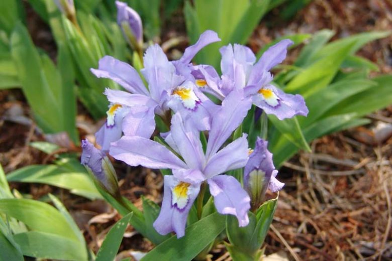 Iris cristata, Dwarf Crested Iris, Lady's Calamus, Lavender Flowers, Bicolor Iris, Bicolor Flowers, Groundcover Iris
